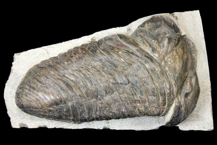 Large, Parahomalonotus Trilobite - Foum Zguid, Morocco #124901